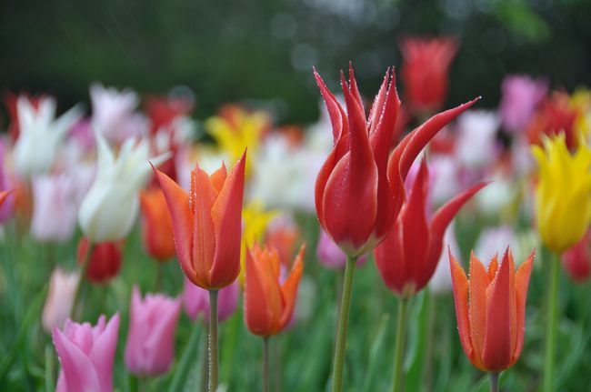 先月に引き続きなばなの里を訪れた。花広場一面に広がる１２０万本のチューリップが目当て。今回は、９０ミリのマクロレンズを主体に撮影を実施。