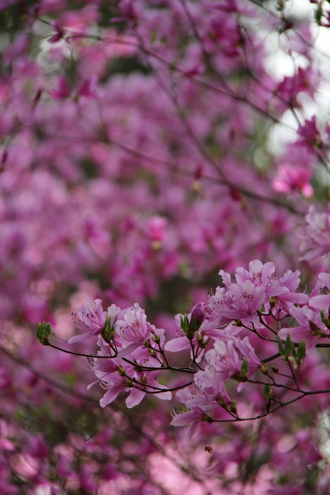 鈴鹿サーキットの東、伊奈冨（いのう）神社には5000株の紫つつじが群生しています。<br />つつじは満開間近という感じでしたが、桜との共演も見られてたくさんの人で賑わっていました。<br /><br />神社の西に無料駐車場もありました。