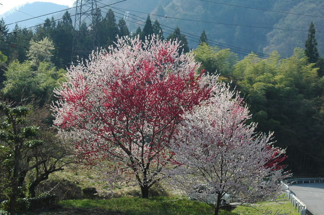 写真が多かったので２つに分けました。