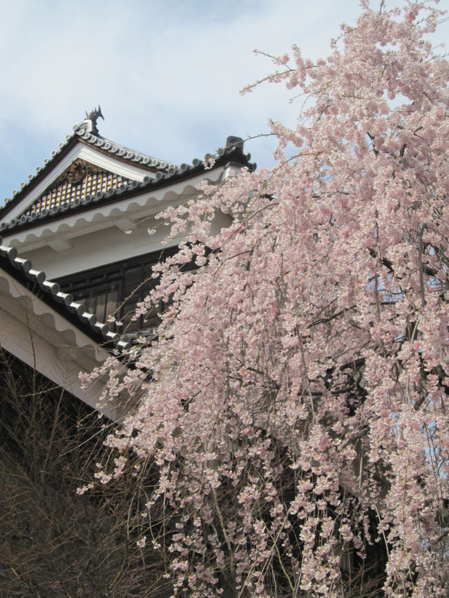 6年間見なかった日本の桜。そしてこれからまた3-4年は見られないだろうと妙な飢餓感に襲われて桜尽くしの毎日でしたが、とうとう信州まで桜を追っかけてきました。<br /><br />初めてのひとり旅。でもお手軽に全部セットされたバスツアーです。これも修学旅行以来初めての団体旅行。集合時間に遅れやしないか、どんな人たちと一緒なんだろうかとドキドキの出発です。<br /><br />最後、最後と言い訳して日本出発間際に遊び歩くのも、正真正銘これが最後になりそうです(笑)<br /><br />クラブツーリズム<br />http://www.club-t.com/index.htm