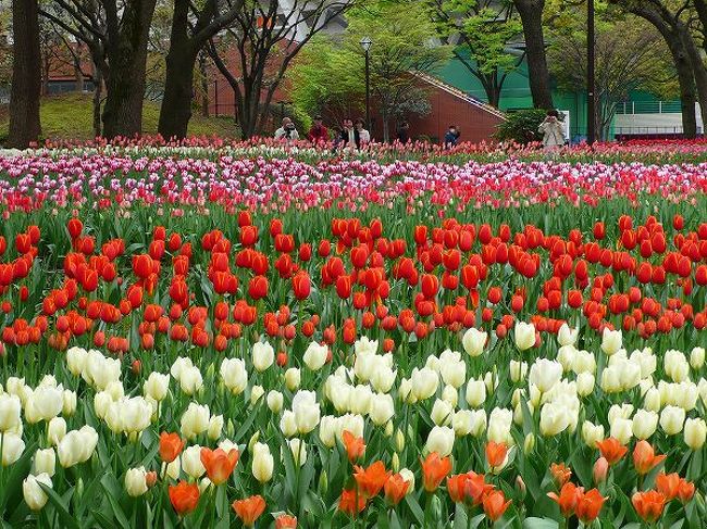 桜の追っかけは中休みですが、チューリップが佳境。<br />横浜公園のチューリップを見てきました。<br /><br />昭和記念公園がチューリップを始めるはるか前から、毎年多くの人を集めた老舗級のチューリップ花壇。<br />規模も大きいし、都市公園の花修景のお手本みたいなアーバンイメージのお花畑でした。<br /><br />花だけでなく、開港当時の歴史遺産などと組み合わせると充実した散歩コースができそう。<br />時間がないのでほんのさわりだけやってみましたが、一日ゆったりと歩いてみたいものです。<br />