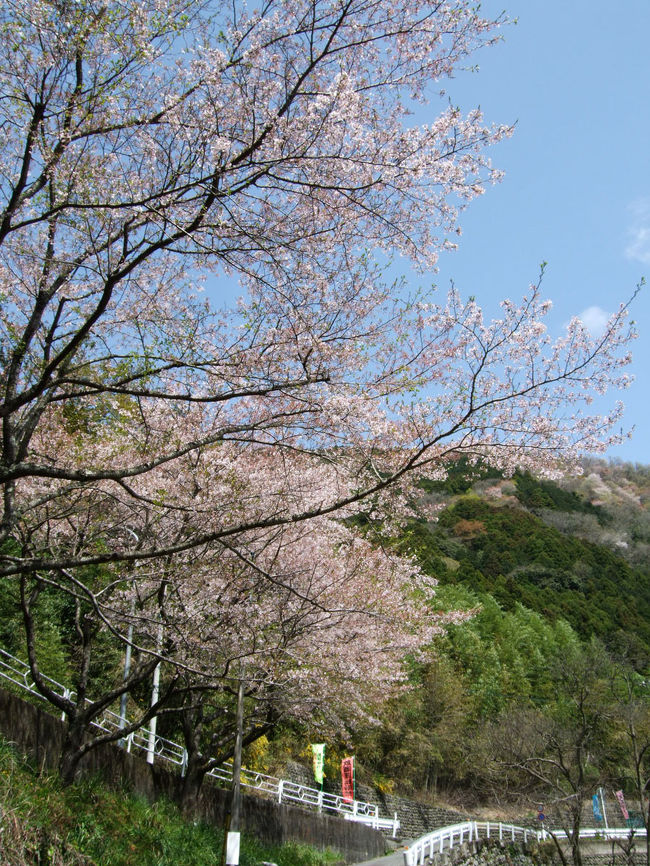 MTBのパンクを自転車屋さんで修理してから「何処かに行こうかな。」ふと走り出した方向が、山梨県行きでした。県をまたいて走ったことがほとんど無いので行ってみようと、なりました。<br />そして下部まで行き、出来れば本栖に出て…なんて考えていました。<br />さあ、実際はどうかな。