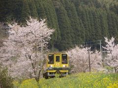 2010.4.10 大多喜　桜♪　いすみ鉄道、平沢のたけのこ