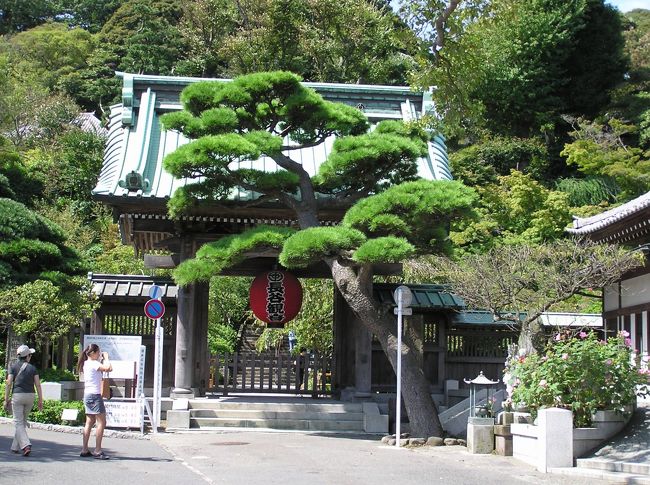 　鎌倉の長谷寺は花の寺である。秋には萩の花などが咲いている。彼岸花も咲いていた。赤、白、ピンクっぽいのや黄色っぽいのやら色とりどりである。ピンクや黄色の彼岸花もあり、黄色の彼岸花は鎌倉では長寿寺で見られる。<br />　奈良の長谷寺に対し、鎌倉時代には新長谷寺と呼ばれていたことは今は宝物館に保管されている梵鐘の銘文から分かる。寺伝によれば、楠の大木から2体の十一面観音を造り、その1体（本）は大和の長谷寺の本尊とし、海に流され、流れ着いたもう1体（末）を本尊とするのがここ鎌倉の長谷寺であるとされる。<br />　御本尊の木造十一面観音立像は9mを越す高さがあり、圧倒させられる。寺伝に言う天平8年（736年）の開山時のものではなく、室町時代頃の作と推定されている。奈良の長谷寺の御本尊の木造十一面観音立像（天文7年（1538年）の再興）は10mを越す高さがあるが、上部しか見えないために座像かと思ったくらいだから、鎌倉の長谷寺の御本尊の方が凄いと感じた。ただし、奈良の長谷寺の御本尊は重文なのに対し、鎌倉の長谷寺の御本尊は指定を受けていない。光背がアルミ製であることが評価を下げているのだろうか。<br />　鎌倉の長谷寺で奈良や京都にはないものはやはり弁天窟である。弁財天像を祀る弁天堂の奥にある。由比ガ浜に近いので弁天さまなのだろうと思いきや、ここ長谷寺は鎌倉七福神の大黒さまを祀っている。鎌倉の長谷寺は観音さまと弁天さまと大黒さまのお寺なのだ。<br />（表紙写真は鎌倉長谷寺の山門）