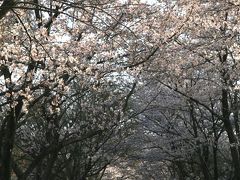 山里歩き☆愛知日進市・桜のトンネル
