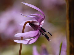 春を告げる紫の花  カタクリ