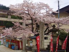 ちゃむたのふくしま桜便り♪～満開の信夫山公園