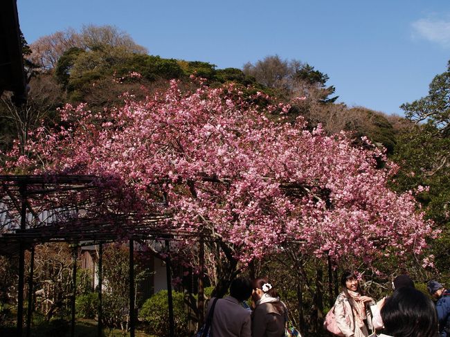 　海棠（かいどう）の花の身頃を見計らって鎌倉長谷にある光則寺を訪れた。山門前の枝垂れ桜は散ってしまっていたが、谷戸の山桜が見事に咲き誇っていた。狙った通り本堂の左右の海棠が満開状態である。濃いピンクの色が冴える。満開の頃の海棠の木の周りは人が絶えない。<br />　谷戸の周りの山桜が満開で綺麗だ。鎌倉の春の花は里山に咲く山桜かも知れない。<br />（表紙写真は光則寺の海棠）