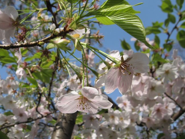 3月末に旅行から帰ってきたら、日本はお花見の季節になっていました。<br /><br />今年の春は寒く桜の開花が遅れたとはいえぐずぐずしているうちに各地から続々お花見情報が流れ、焦る私。<br /><br />近所に桜の咲く公園や並木道はあるのだけれど、&quot;出かけてお花見たい!&quot;<br /><br />結局あまり出かけられなかったけれど、少しだけUPしてみました。<br />