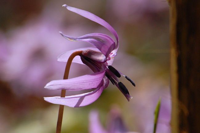 春を告げる紫の花  カタクリ