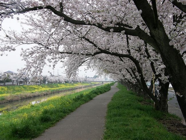 私の住む久喜市内には有名な桜の古木や大きな桜まつりはないけれど、みなさんの目に触れない桜が多くあるのではと、市内を歩いて２年間にわたり撮影した桜の表情をお伝えしようと思い、この企画をいたしました。<br /><br />今年の３月２３日に久喜市は旧久喜市・菖蒲町・栗橋町・鷲宮町が合併して157.000人の新市が誕生いたしましたが、今回は旧久喜市内のものを思い選んでみました。<br /><br />お時間のある方は覗いてみてください。<br /><br /><br />