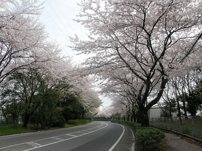  私の住む久喜市内には有名な桜の古木や大きな桜まつりはないけれど、みなさんの目に触れない桜が多くあるのではと、市内を歩いて２年間にわたり撮影した桜の表情をお伝えしようと思い、この企画をいたしました。<br /><br />今年の３月２３日に久喜市は旧久喜市・菖蒲町・栗橋町・鷲宮町が合併して157.000人の新市が誕生いたしましたが、今回は旧久喜市内のものを思い選んでみました。<br /><br />お時間のある方は覗いてみてください。<br /><br /><br /><br /><br />