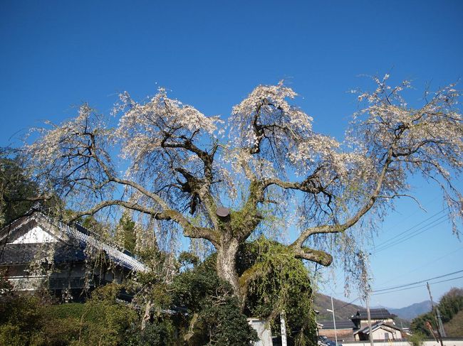 前年に引き続きマカオの友人が来日しました。前年は名古屋まで迎えに行き、温泉に泊まり歩きながら白川郷、上高地、八方尾根などへ旅行しました。その時に日本の桜が是非とも見たいと言っていたのですが、本当に桜の時期に日本に来ました。来日の目的は徹底的に桜を楽しむこととショッピング。京都と姫路に滞在しました。姫路には４月７日から９日まで滞在しました。７日は姫路城の夜桜を楽しみ、そして８日は鳥取へドライブです。　　　<br /><br />友人のシダレザクラを見たいというリクエストに応えて、鳥取市河原町長瀬の大シダレザクラを見に行きました。