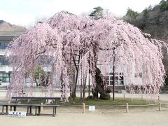 「城山（しろやま）のシダレザクラ（孝子桜）」「古賀志（こがし）の孝子桜」