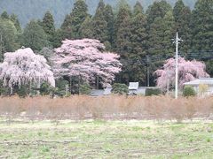 「柴田家の桜」栃木県宇都宮市古賀志町