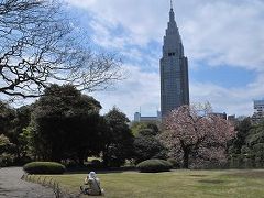 新宿御苑   桜ものがたり。