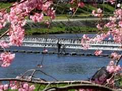 京都を歩く(51)　春爛漫！桜咲く水辺の散歩道～琵琶湖疏水から半木の道へ～