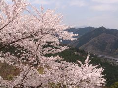 もっと桜を見たくて・・高尾山へ