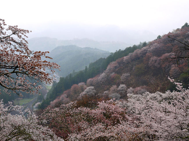 10年ほど前に見た全山が薄赤色のヤマザクラに染まる吉野山、もう一度見たくてツアーに申し込みました。<br />往復フェリー利用（大分港〜六甲アイランド港　船中2泊）の旅です。<br />残念ながら朝から雨で寒くて、自由散策時間は３時間ほどあったのですが、蔵王堂などを中心にぶらぶらしただけでした。<br />それでも淡いピンクに染まった吉野山は素敵でした。<br /><br />写真は吉野山の下千本の桜<br />