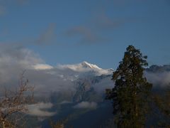 (4)　Fox Glacier Track を歩く 　-  Westland National Park, NZ