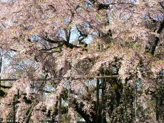 京都-12　醍醐寺*しだれ桜は豪勢に　☆境内は最高の花盛り