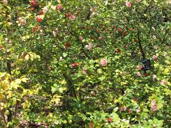 名古屋一人旅⑧　東山動植物園ー椿園ー