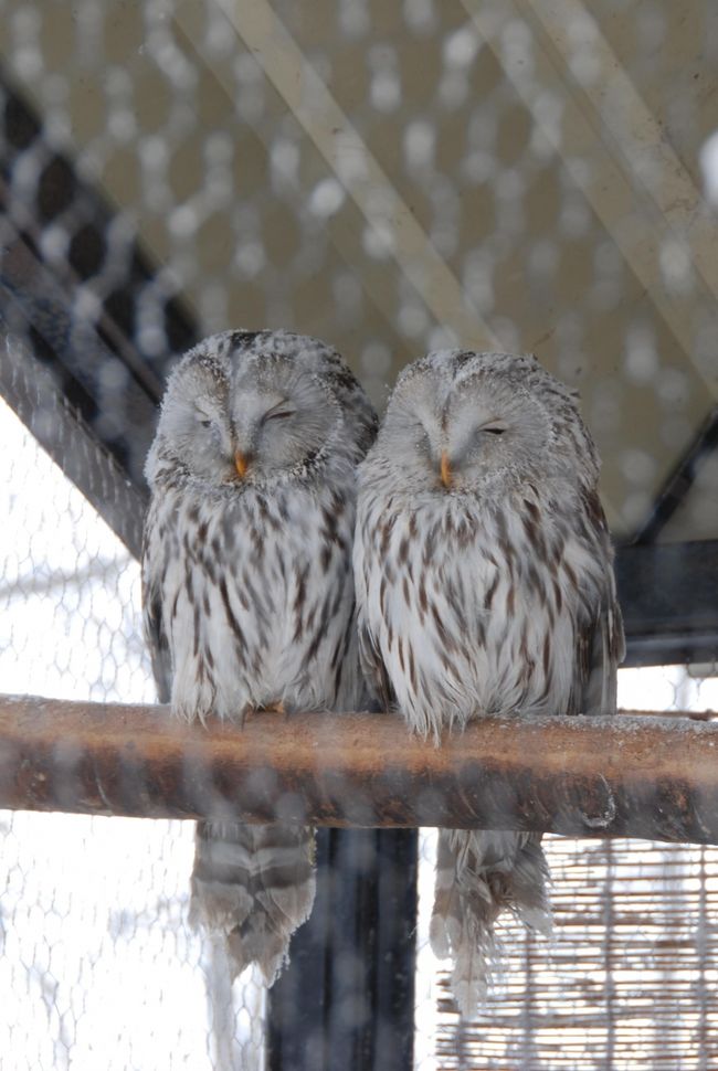 旭山動物園へいってきました。<br /><br /><br />気温は-4.4℃。<br />雪が吹雪いていて、寒かったです。<br />ペンギンやアザラシ、シロクマは大喜び。<br />でも、キリンやライオンなどのアフリカ動物は雪を被って、かなり寒そうでした。<br /><br />そんな中、シマフクロウの2羽が目を閉じて、体を寄せ合い、ほのぼのしていました。<br />（表紙写真）