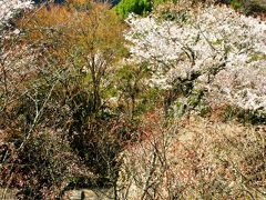 吉野山-3　竹林院群芳園は借景も抜群で　☆花盛りの名園を一巡