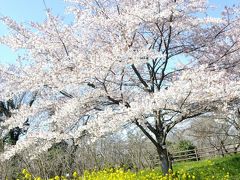 まだ桜の桃色と菜の花の黄色が楽しめる場所