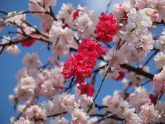２０１０年４月　横浜の金沢文庫近くにある  称名寺の桜と源平しだれ桃のお花見