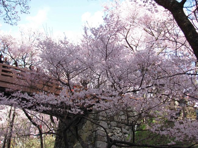 前日までの開花情報だと５分咲き程度ということだった高遠城。<br />光前寺のしだれ桜が開花してなかったので、こちらに期待！気温もこの日は20度越え。<br />私はバスの中で寝ていたのですが、「見て、見て」と同行者に叩き起こされ、やや寝ぼけた状態で窓の外を眺めると一面ピンク色の景色が。<br />どうやら、この日満開に近い状態まで開花したようです。<br />先程期待ハズレだったせいか、バスの中で歓声の拍手が（笑）<br /><br />予報で翌日天気が悪いと言っていたせいか、<br />この日が高遠城の絶好の花見日和、とあって、かなりの花見客で賑わっていました。<br /><br />ここで自由散策２時間近くあったのですが、桜見物だけで、しかもシート等持ってきてないので桜の下でのんびりも出来ず、かえって時間を持て余すことになりました。