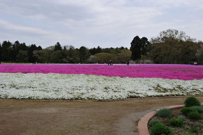 地域の新聞で紹介されていた「千葉市富田農業交流センター」へ芝桜を見に行ってきました。<br />恐らく秩父の羊山公園には及ばないと思いますが、良く手入れもされており、なかなか綺麗でした。<br />その後、「昭和の森」に行きました。　もう桜は終わりかなと思いましたが、八重桜などはまだこれからという感じで、結構楽しめました。