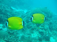 新婚旅行inサムイ島