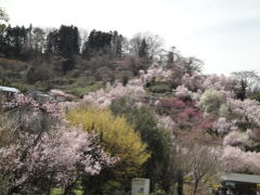 みちのくの花見山は桃源郷の一歩手前