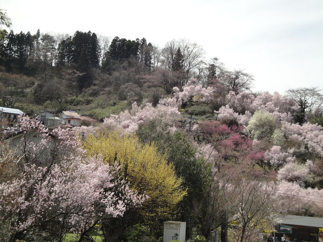 東京でも桜が散りかけた4月の第2土曜日。<br />友人はたしか春スキーの週末。<br />私は、原宿の駅で見かけたポスターに誘われて福島へ。<br />往復600kmの予定で朝7時に出発。しかし・・・予定通りにならないのが花を追いかけるドライブの常でしょうかね。