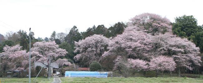 薬師堂の桜は城山西小学校校庭の枝垂れ桜と兄弟の桜だそうです。宇都宮市古賀志町の一番東側にあります。高さ約10ｍ目通り周囲3.6ｍ樹齢400年。一方「亀井家の桜」は城山西小学校の子供だそうです。古賀志町のお隣、福岡町にあります。樹齢200年。親戚一杯の桜達です。いずれも栃木県道70号宇都宮今市線、通称大谷街道から北側に見えます。<br /><br />