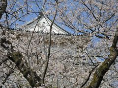 小田原城の桜