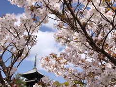 仁和寺の御室桜 2010
