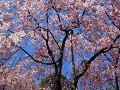 京都を歩く(52) 隠れた桜の名所① 清流亭と扇ダム放水路の枝垂桜