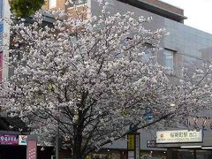 桜新町の里桜の並木はすごい