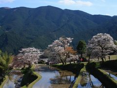 ２０１０年　桜の頃に・・・【三多気のさくら】