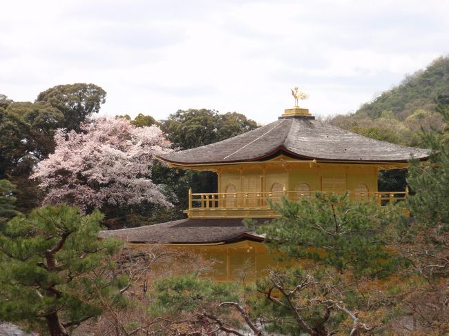 初めての金閣寺。<br />金閣寺は想像通り、いや、それ以上でした。<br />本当に金ピカでした。<br /><br />写真のアングルは、みなさんと同じになってしまいます。<br />でも、あのアングルが最高なんですよね。<br /><br />表紙は旅行記名にピッタリなものを選びました。