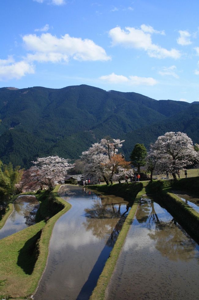 三多気のさくらへ行って来ました。<br />昨年訪れた時は桜の開花はまだまだでしたが、今回は棚田付近の桜も満開で美しい風景を見ることができました。<br /><br />こちらは昨年の旅行記です。<br />三多気のさくら：http://4travel.jp/traveler/kumano-kodo/album/10339040/