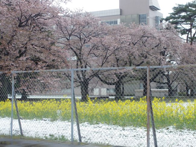 宇都宮市内は朝方雨になりましたが<br />夜中、４月中旬としては１４年ぶりの雪となりました。<br /><br />朝６時に起きて自宅から宇都宮大学工学部周辺の<br />桜を撮って来ました。<br />桜はだいぶ散ってしまいましたが<br />桜のピンク色、菜の花の黄色、雪景色の白色が<br />きれいでした。<br />