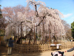 【弘法寺】(2010年4月1日)枝垂桜の「伏姫桜」は満開でした