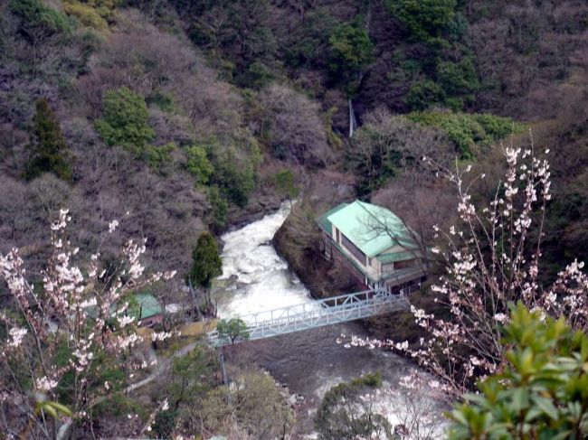 エクシブ箱根離宮は早川渓谷を見下ろす斜面に建っていて、お部屋の窓を開けると川の流れが聞こえてきます。<br /><br />しかし、我が家のお部屋からは隣の建物と、散策路が眺められるだけなので、散策路からはどのような眺めが楽しめるのか見に行ってきました。<br />
