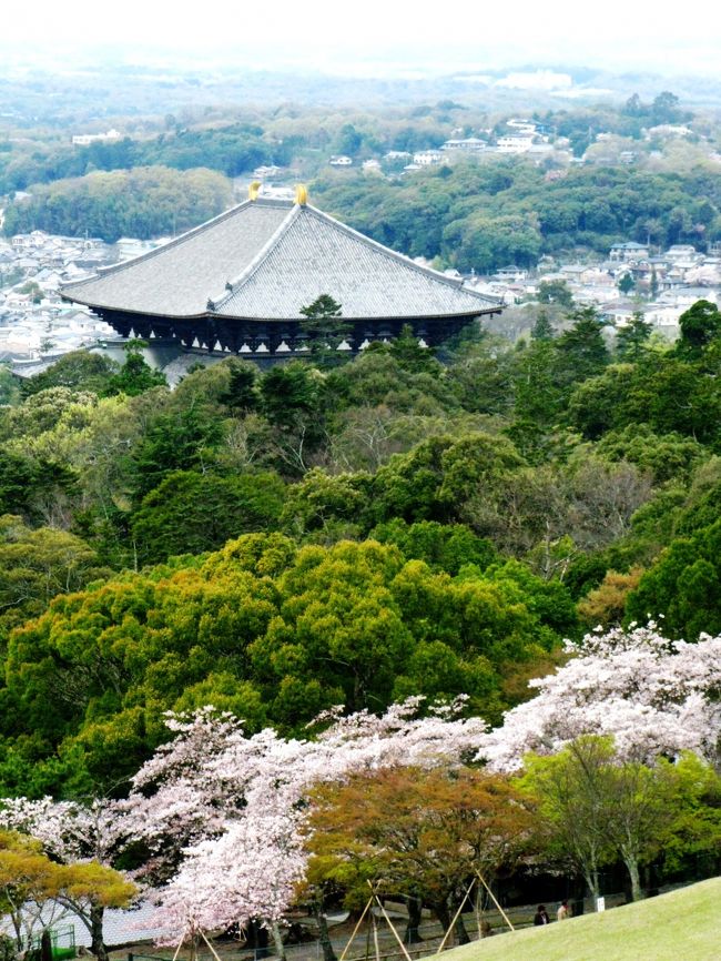 若草山（わかくさやま）は奈良県奈良市、奈良公園の東端に位置する標高342m、面積33haの山。山が三つ折り重なっているため三笠山とも呼ばれる。<br /><br />毎年1月に行われる山焼きは、1760年に東大寺と興福寺による領地争いが発端といわれているが定かではない。山頂には仁徳天皇の皇后磐之姫命の墓といわれる、鶯塚古墳がある。春季と秋季に開山。奈良公園と隣接しているため若草山にも鹿が多数生息している。<br /><br />若草山は芝に覆われている。この芝はノシバ（日本芝の一種）と呼ばれる日本固有のシバで、近畿では若草山付近が唯一の自生地とされる。ノシバの種は堅い殻に覆われており、シカがシバの葉と共に種を食べても、シカの歯と胃液による消化などから堅い殻が種を守る。ただ守るだけでなく、シカの胃に入ると、胃液と体温（４０度程度）で殻は速やかに溶けて発芽できる状態になり、未消化の種は糞とともに山に散布されることにより、ノシバは発芽する。このサイクルを繰り返し、古来よりこの地で生息してきた。このため、若草山のシバの生育には自然状態ではシカの存在が不可欠である。<br />（フリー百科事典『ウィキペディア（Wikipedia）』より引用）<br /><br />平成２２年度　若草山の開山期間について<br />☆春期　平成２２年３月２０日〜６月２０日　午前９時〜午後５時　　<br />☆秋期　平成２２年９月１１日〜１１月２８日　午前９時〜午後５時<br />（http://www.pref.nara.jp/dd_aspx_menuid-6553.htm　より引用）<br /><br />若草山の山焼きについては・・<br />http://www.kasugano.com/wakakusayama/index.html<br /><br />さくらの京都・遷都1300年の奈良、吉野千本桜 3日間 （ＪＴB/旅物語）<br /><br />４月９日（金）３日目<br />奈良市内　旅館江泉(和室)→[桜]◎奈良公園(桜100選)(遷都1300年の奈良市内・東大寺・春日大社など見学)→昼食：万葉七草釜飯[桜] →●長谷寺(山内全域に約6000本の桜が見事)→名古屋→東京着<br />