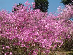 善住禅寺つつじ祭②