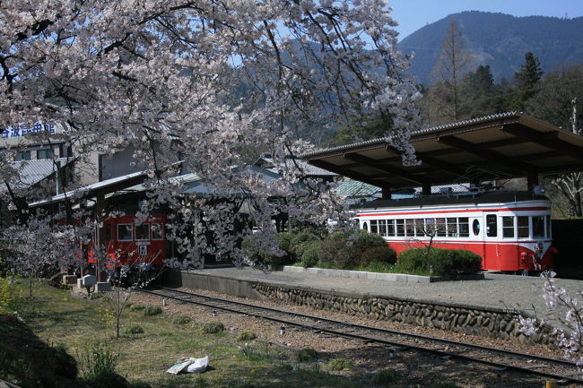 岐阜で有名なさくら　薄墨桜を見に行った後、<br />谷汲方面に行ってきました。