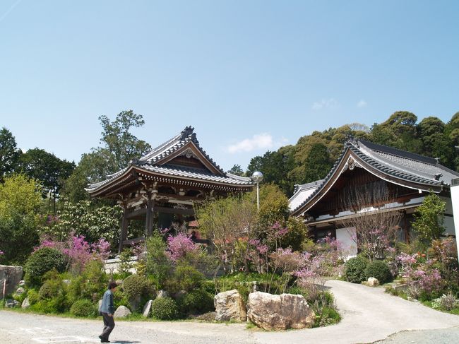 新聞に記事が掲載されていたので、舘山寺温泉に行く途中で寄ってきました。<br />それまで善住禅寺の存在すら知りませんでした。<br /><br />この日は天気は良かったものの、あいにく寒波襲来で風が強く寒い日でありましたが、平日にもかかわらず大勢の花見客で賑わってました。